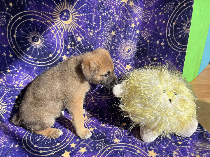 chinook puppy